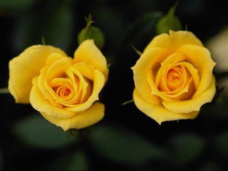 duo de roses jaunes